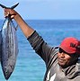 Ikan Tongkol Adalah Ikan Tuna